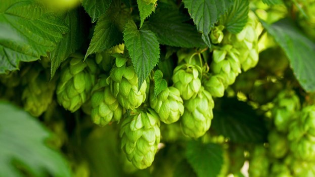 Hoa bia làm bia có hương thơm cùng vị đắng dịu đặc trưng